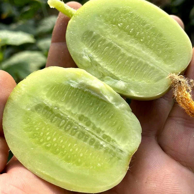 Golden Lady Cucumber Seed (Pack of 100 seeds)